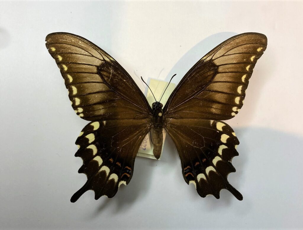 Papilio astyalus