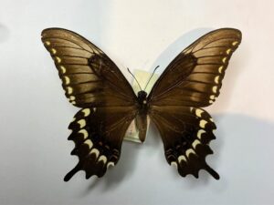 Papilio astyalus