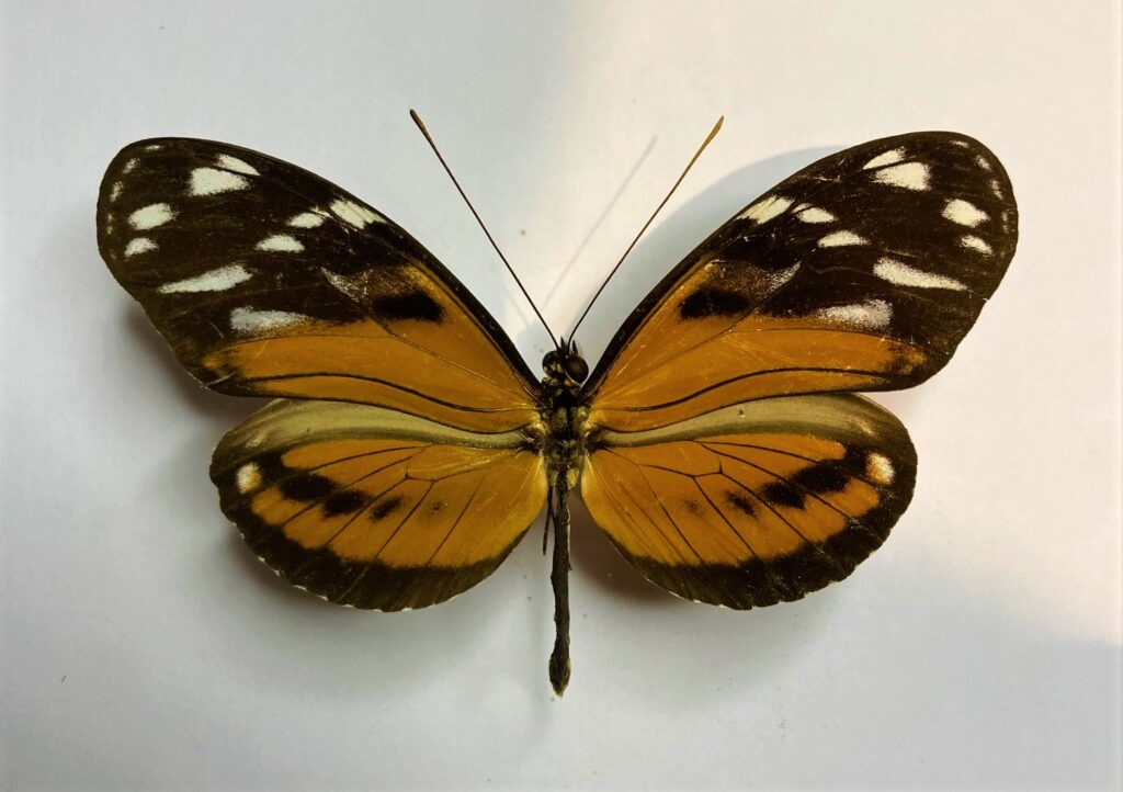 Heliconius ismenius