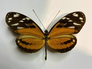 Heliconius ismenius