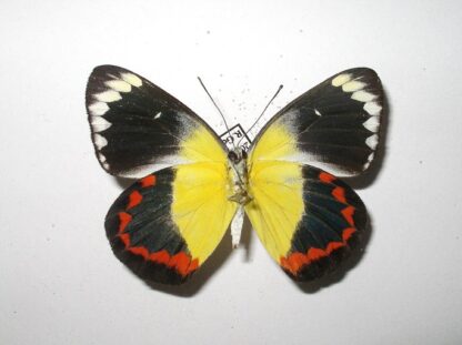 Delias timorensis