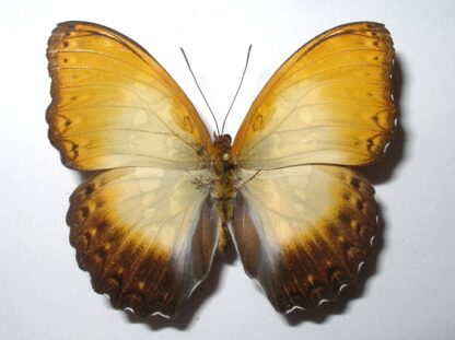 Cymothoe beckeri