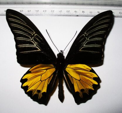 Troides prattorum