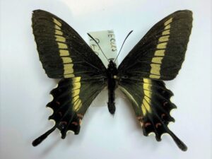 Parides phalaecus