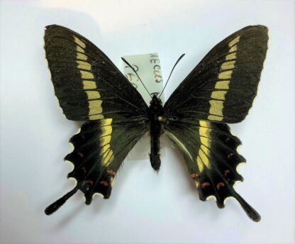 Parides phalaecus