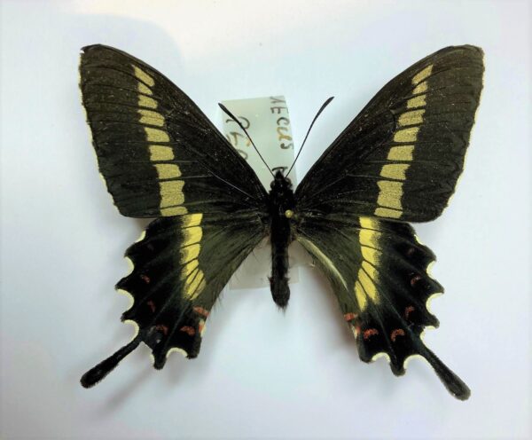 Parides phalaecus