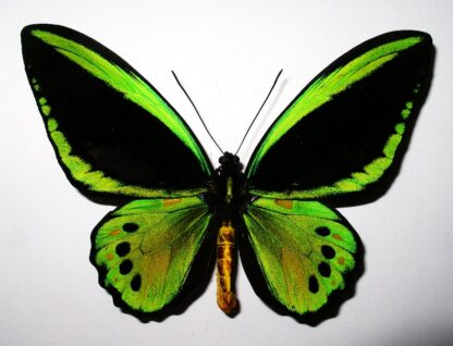 Ornithoptera priamus priamus