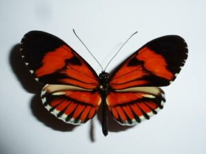 Heliconiidae