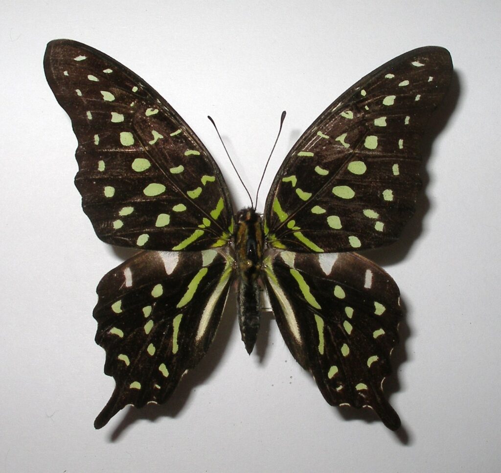 Graphium agamemnon