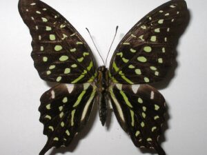 Graphium agamemnon