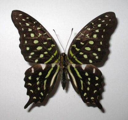 Graphium agamemnon
