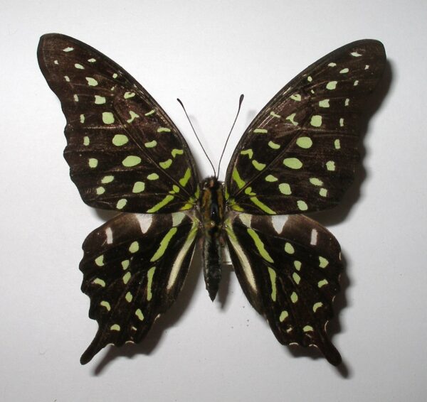 Graphium agamemnon