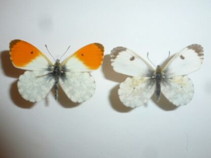 Anthocharis cardamines