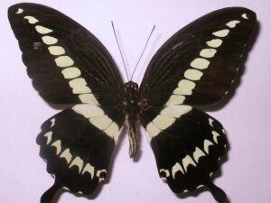 Papilio gigon