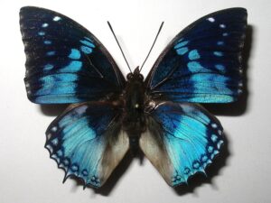 Charaxes smaragdalis