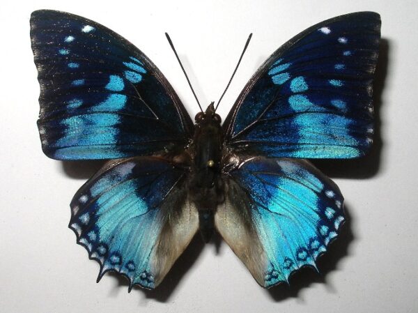 Charaxes smaragdalis