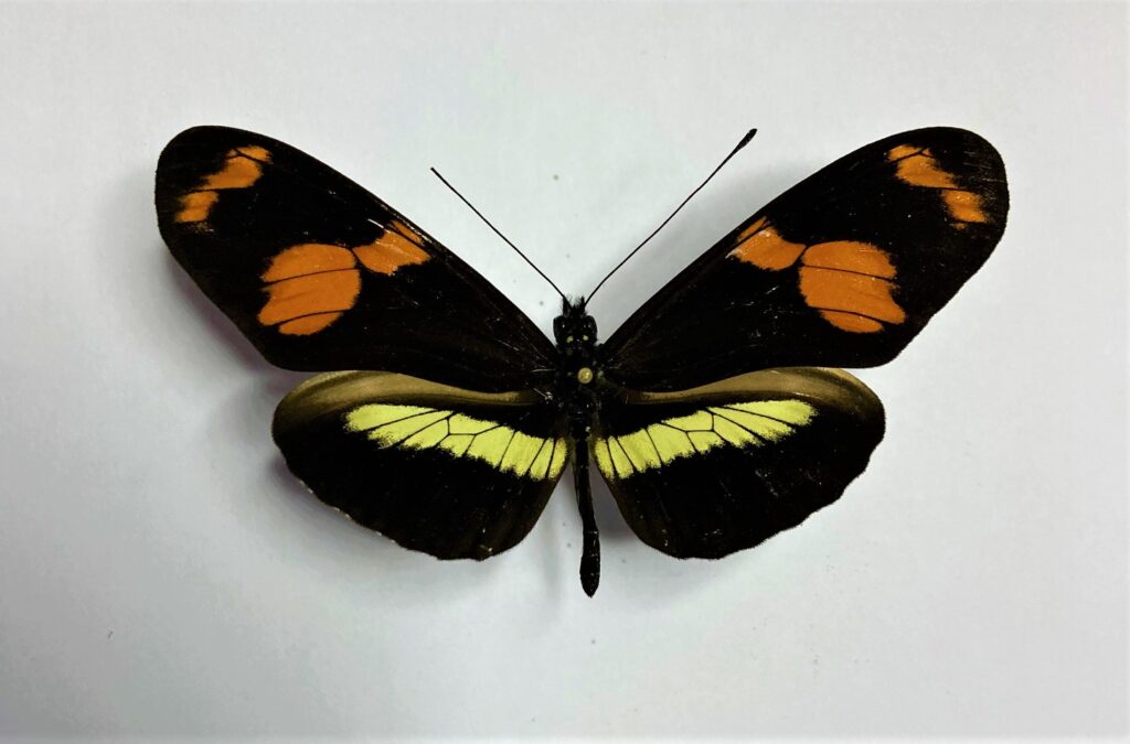 Heliconius telesiphe