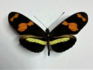 Heliconius telesiphe