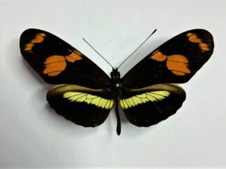 Heliconius telesiphe