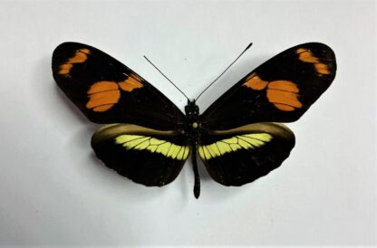 Heliconius telesiphe