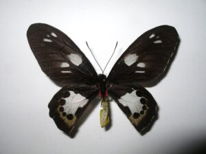 Ornithoptera paradisea occidentalis