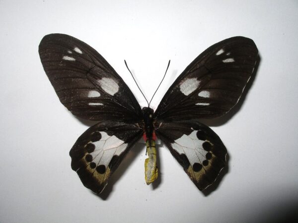 Ornithoptera paradisea occidentalis