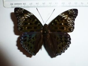 Dichorrogia nesimachus