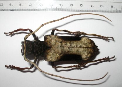 Petrognatha gigas