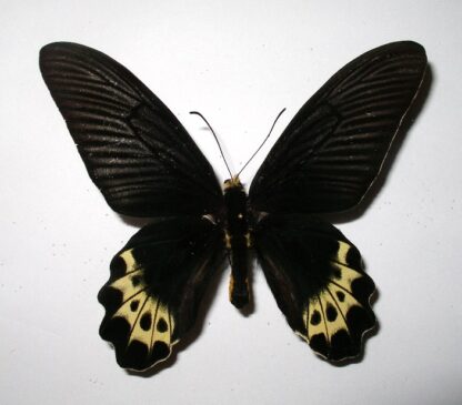 Atrophaneura priapus