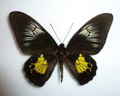 Troides criton