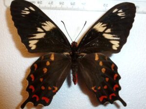 Pachliopta hector