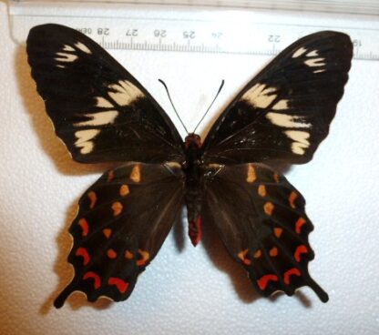 Pachliopta hector