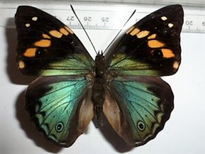 Apatura erminea