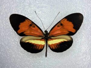 Heliconiidae