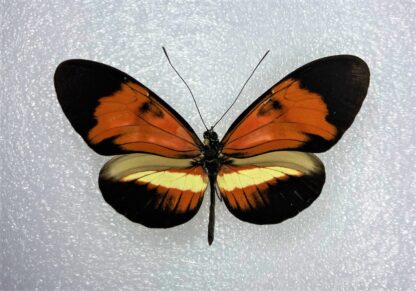 Heliconiidae