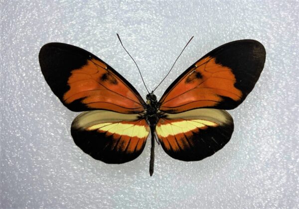 Heliconiidae