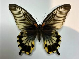 Papilio memnon babimemnon