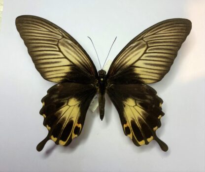 Papilio deiphobus