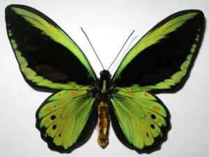 Ornithoptera priamus priamus