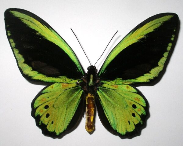 Ornithoptera priamus priamus