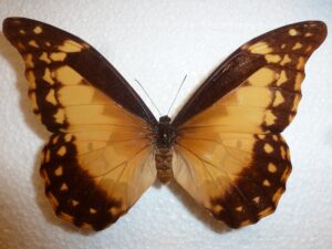 Morpho rhetenor helena