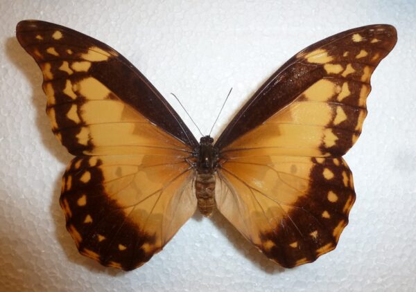 Morpho rhetenor helena