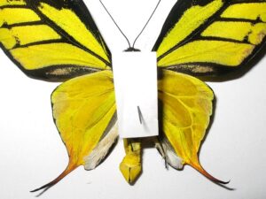 Ornithoptera paradisea arfakensis