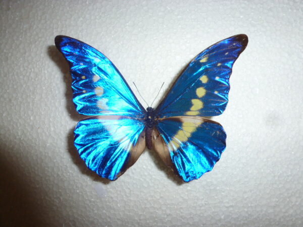 Morpho helena