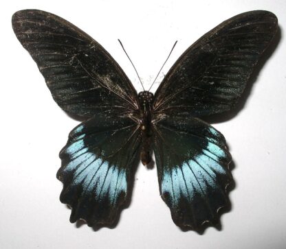 Papilio mayo