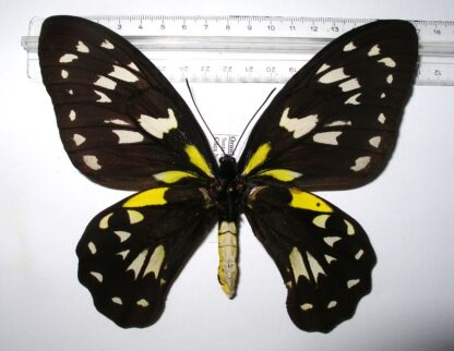 Ornithoptera victoriae isabellae