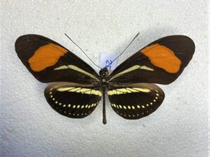 Heliconius hermathena