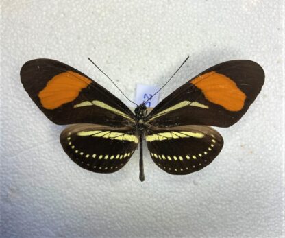 Heliconius hermathena