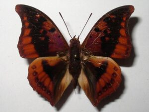 Charaxes nichetes