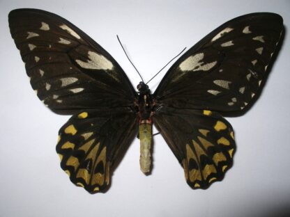 Ornithoptera croesus wallacei